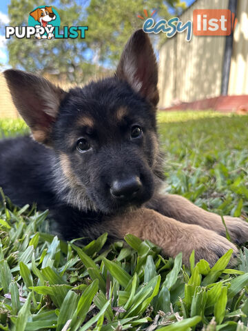 Pure Breed German Shepherd Puppies for sell