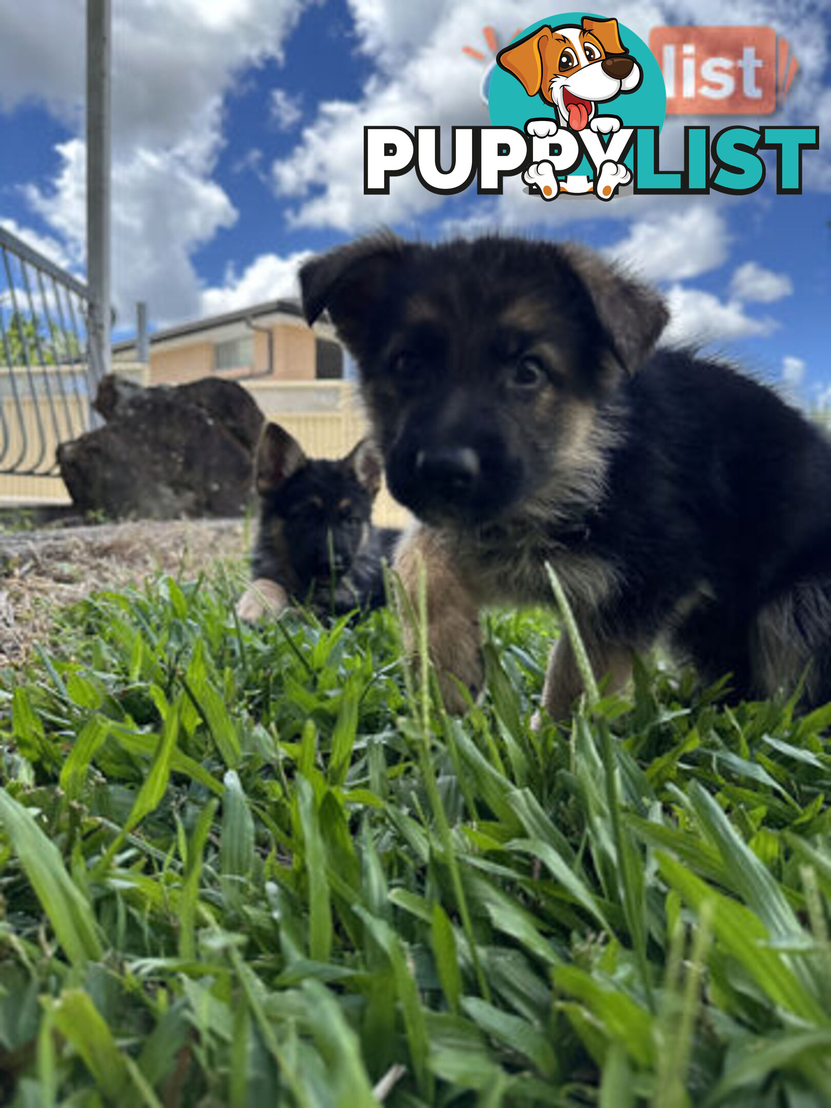 Pure Breed German Shepherd Puppies for sell