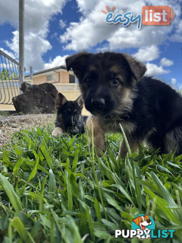 Pure Breed German Shepherd Puppies for sell