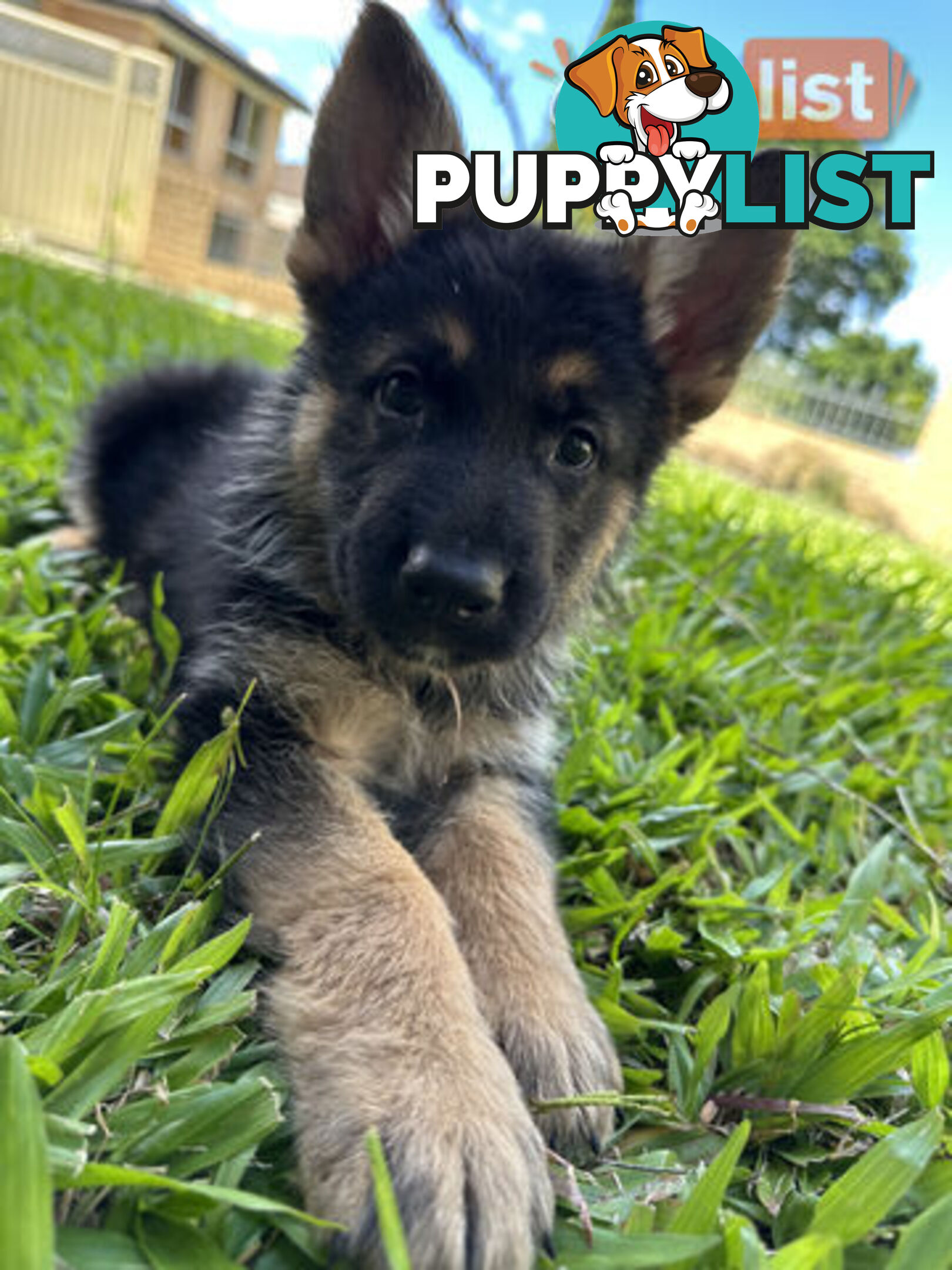 Pure Breed German Shepherd Puppies for sell