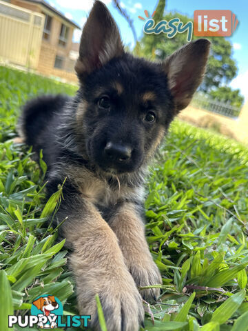 Pure Breed German Shepherd Puppies for sell