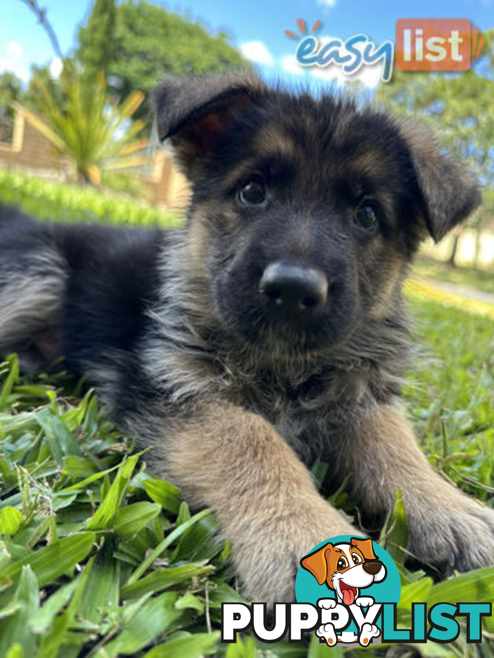 Pure Breed German Shepherd Puppies for sell