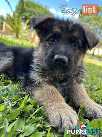 Pure Breed German Shepherd Puppies for sell