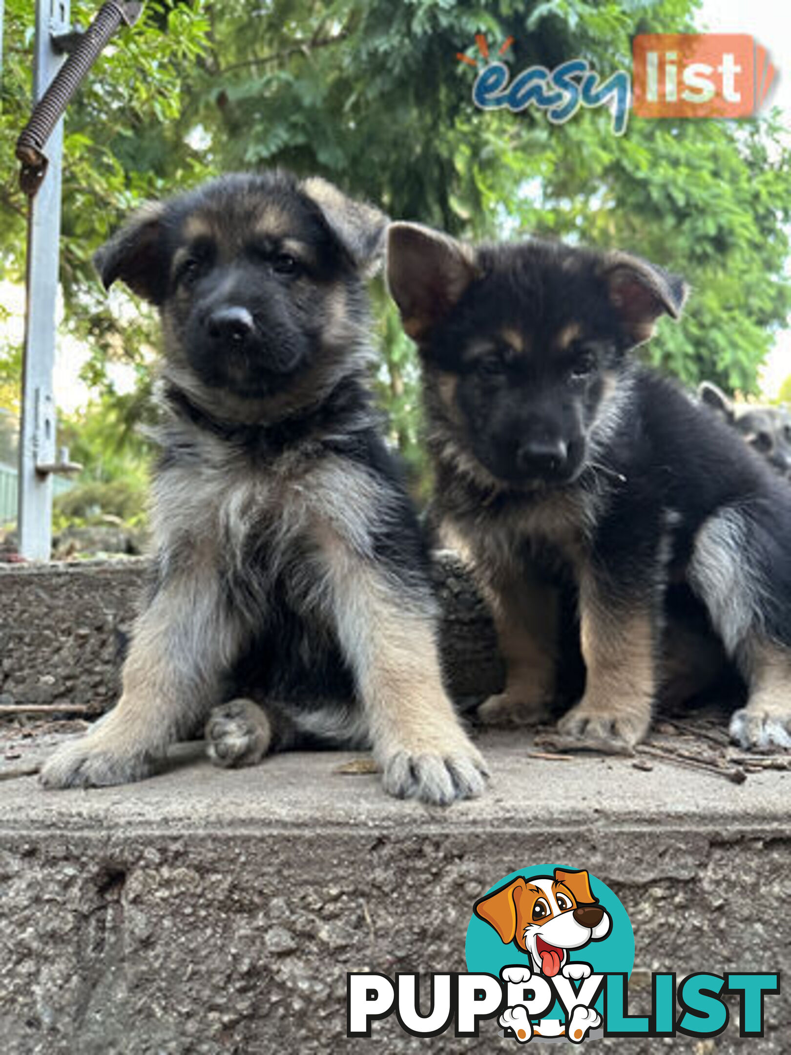 Pure Breed German Shepherd Puppies for sell