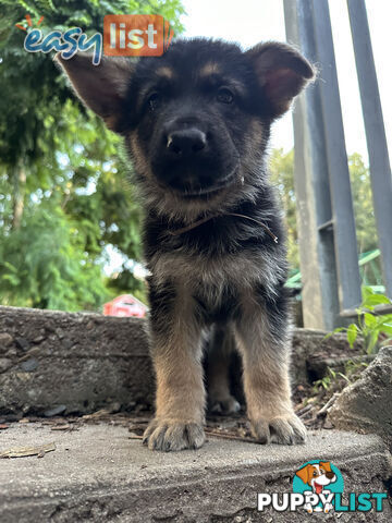 Pure Breed German Shepherd Puppies for sell