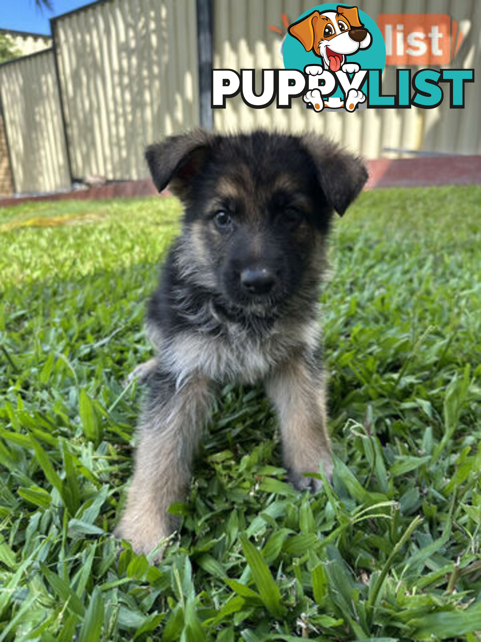 Pure Breed German Shepherd Puppies for sell