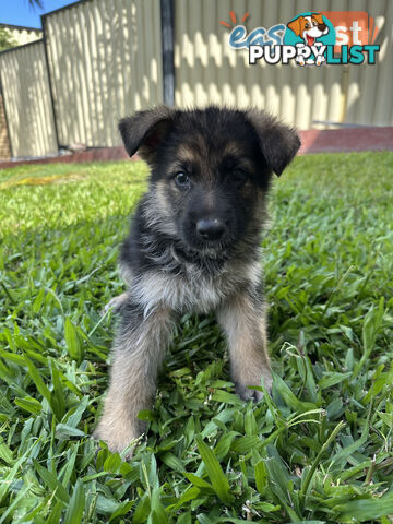 Pure Breed German Shepherd Puppies for sell