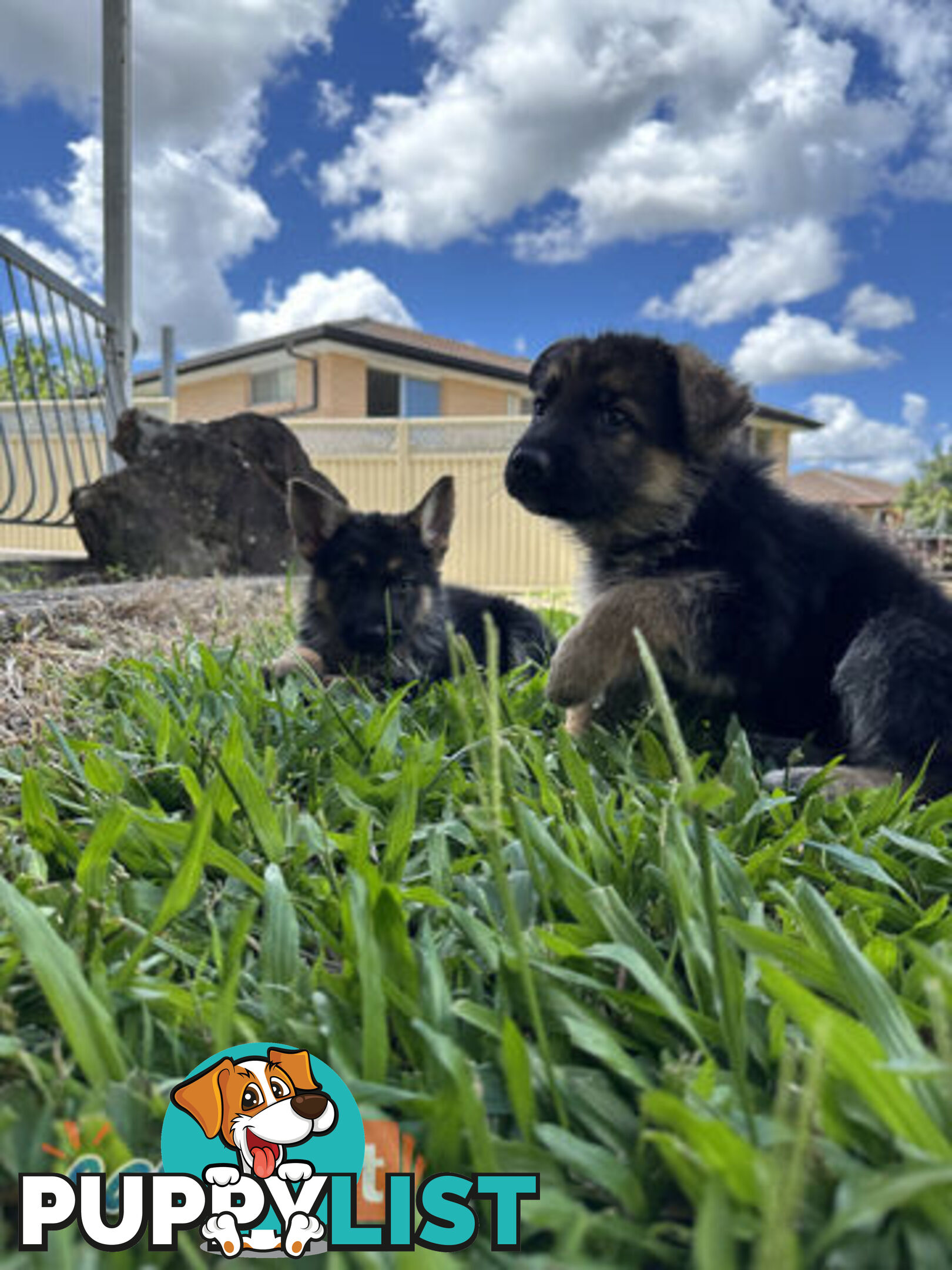 Pure Breed German Shepherd Puppies for sell