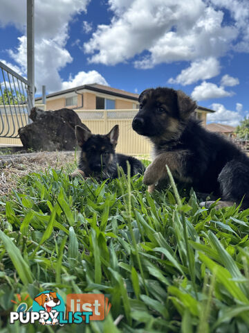 Pure Breed German Shepherd Puppies for sell