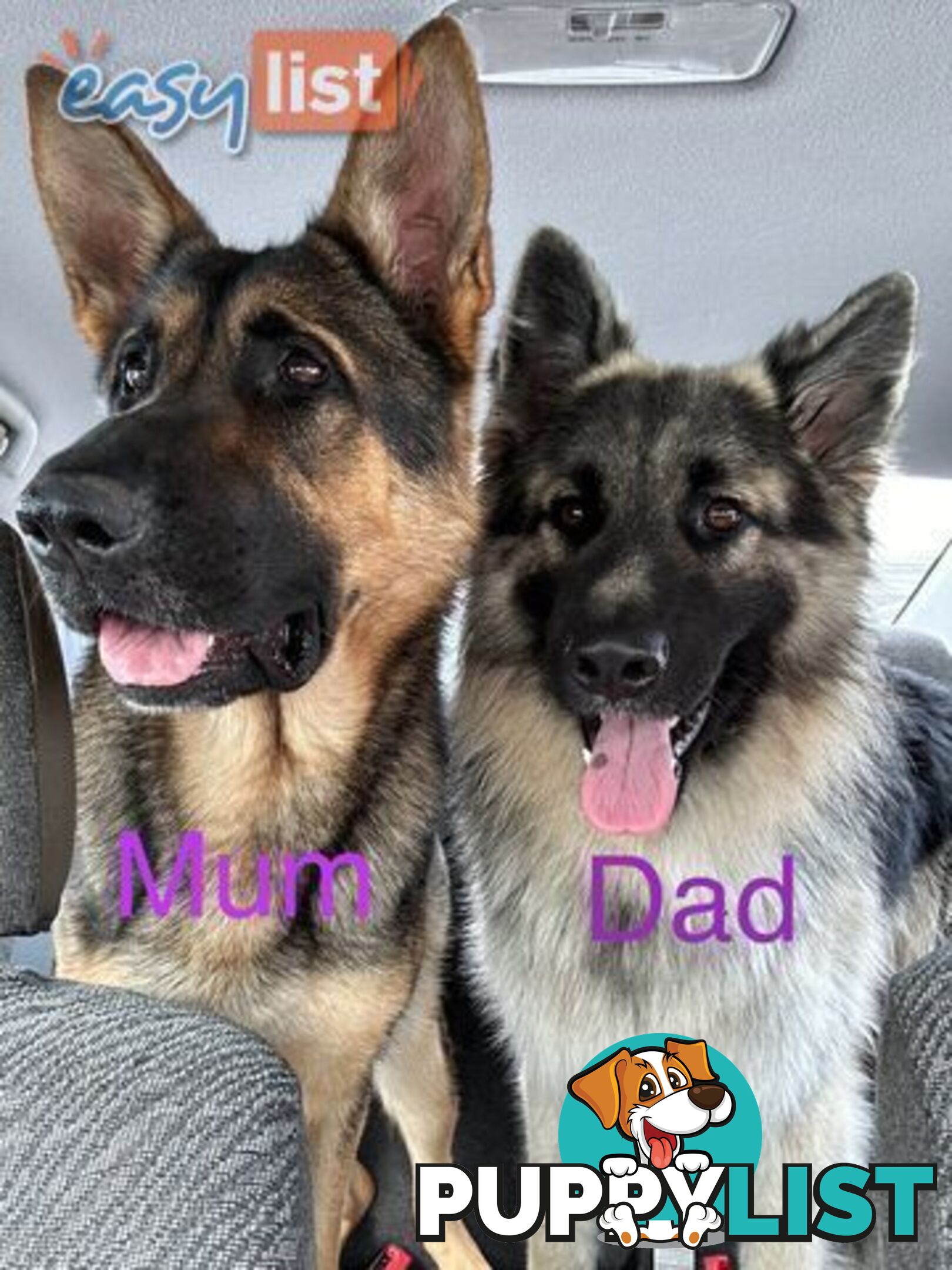 Pure Breed German Shepherd Puppies for sell