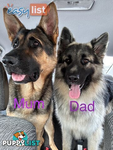 Pure Breed German Shepherd Puppies for sell