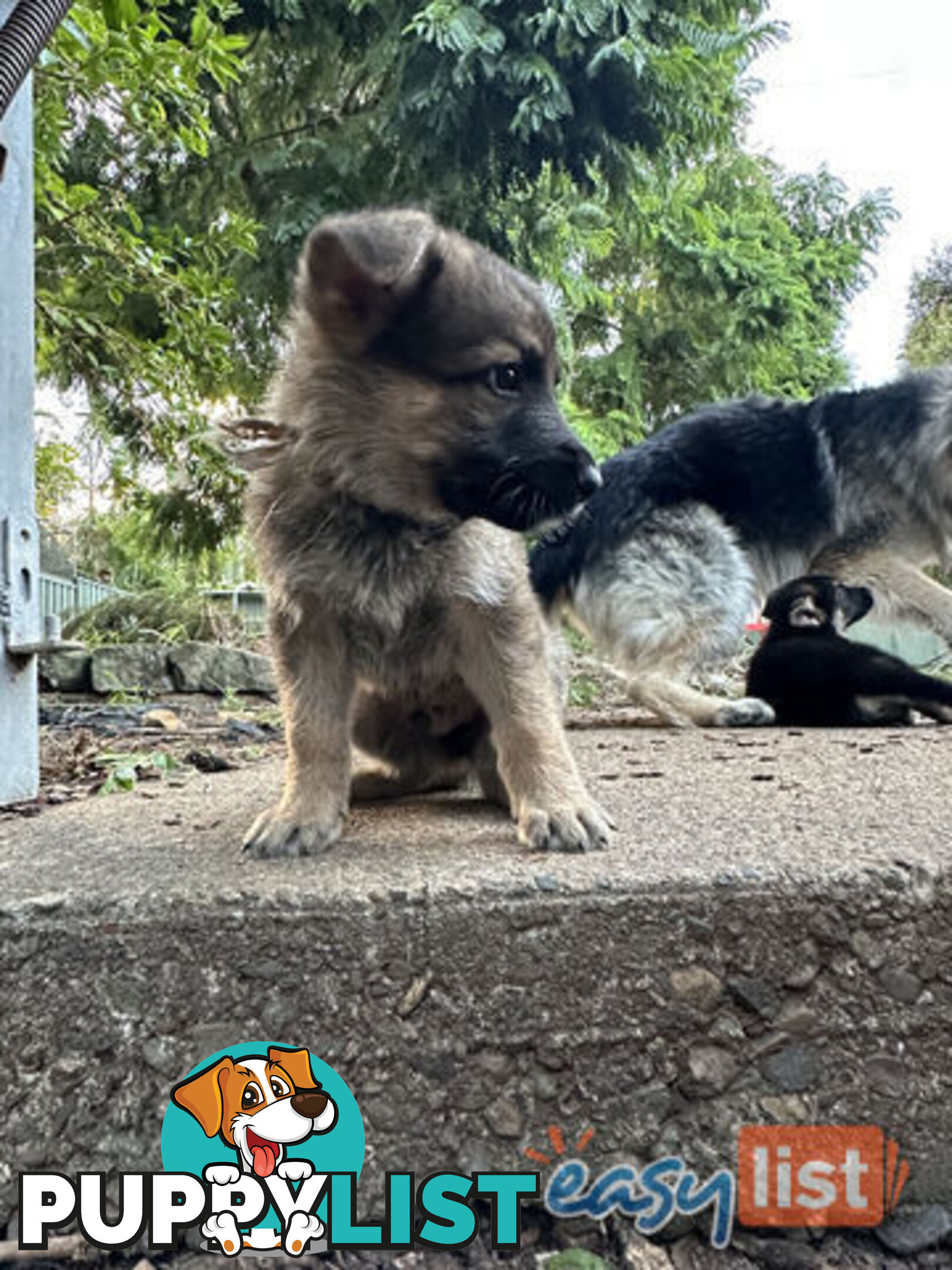 Pure Breed German Shepherd Puppies for sell