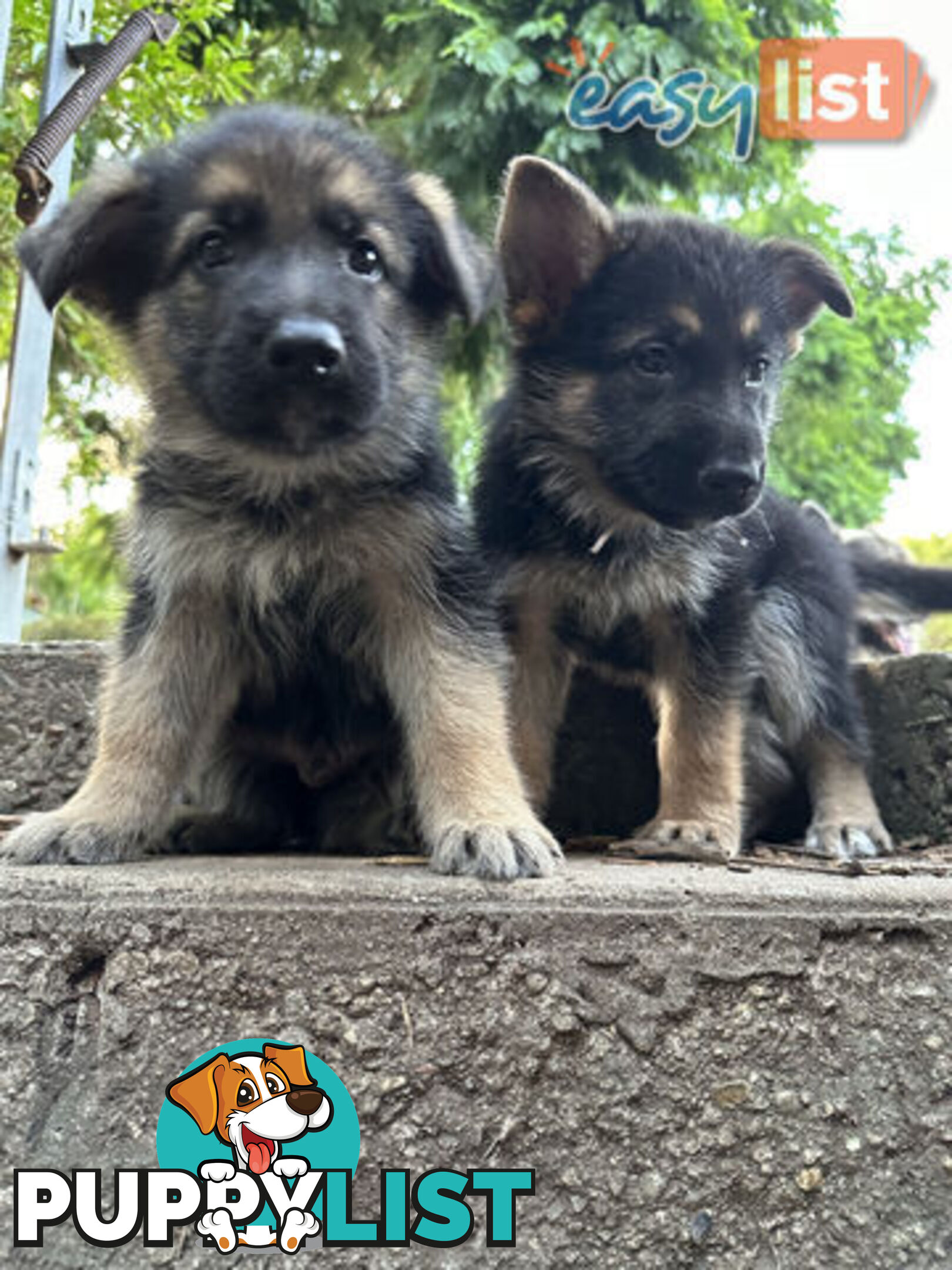 Pure Breed German Shepherd Puppies for sell