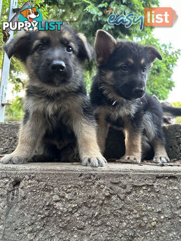 Pure Breed German Shepherd Puppies for sell