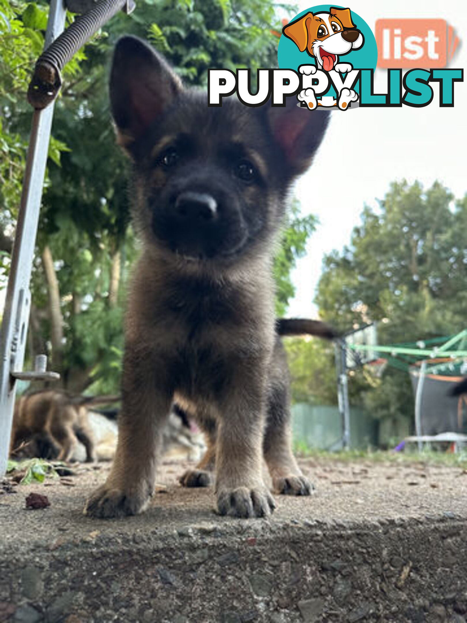 Pure Breed German Shepherd Puppies for sell