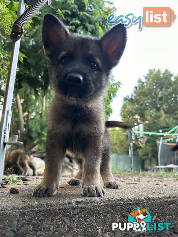 Pure Breed German Shepherd Puppies for sell