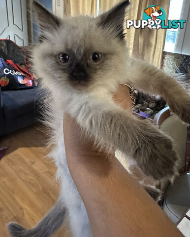 Beautiful Ragdoll kittens!