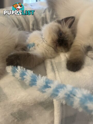 Beautiful Ragdoll kittens!