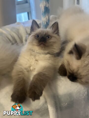 Beautiful Ragdoll kittens!