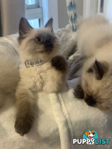 Beautiful Ragdoll kittens!