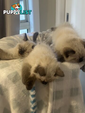 Beautiful Ragdoll kittens!