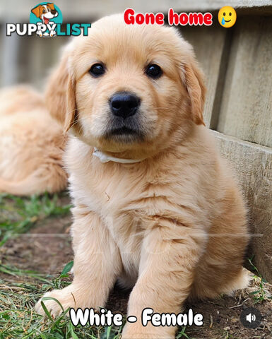 Pure Bred Golden Retriever Puppies - 1 Boy / 2 Girls ONLY available!