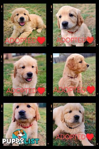 Pure Bred Golden Retriever Puppies - 1 Boy / 2 Girls ONLY available!