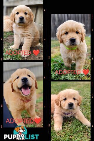 Pure Bred Golden Retriever Puppies - 1 Boy / 2 Girls ONLY available!