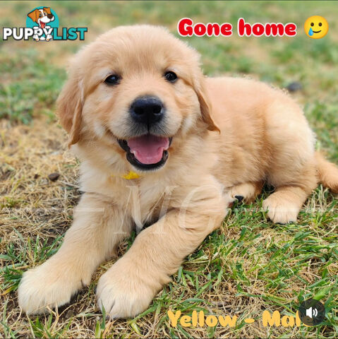 Pure Bred Golden Retriever Puppies - 1 Boy / 2 Girls ONLY available!