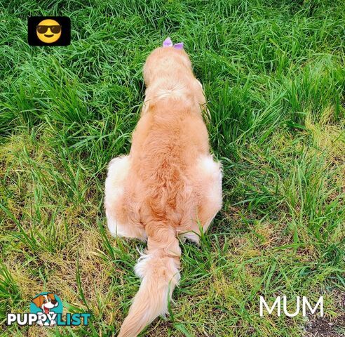 Pure Bred Golden Retriever Puppies - 1 Boy / 2 Girls ONLY available!