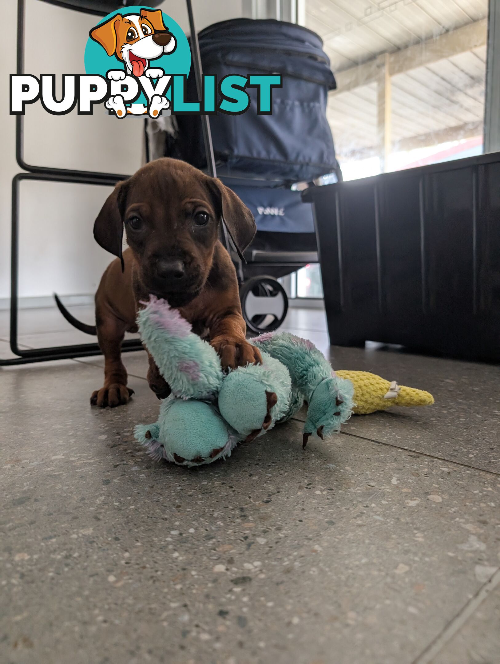 Purebred Rhodesian Ridgeback