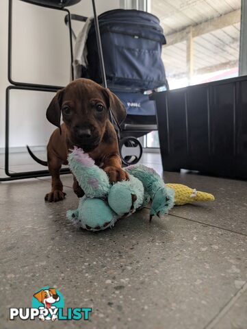 Purebred Rhodesian Ridgeback