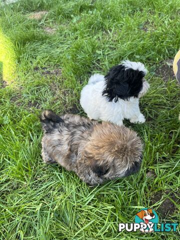 Pure bred Shih Tzu puppies 8 weeks male and female