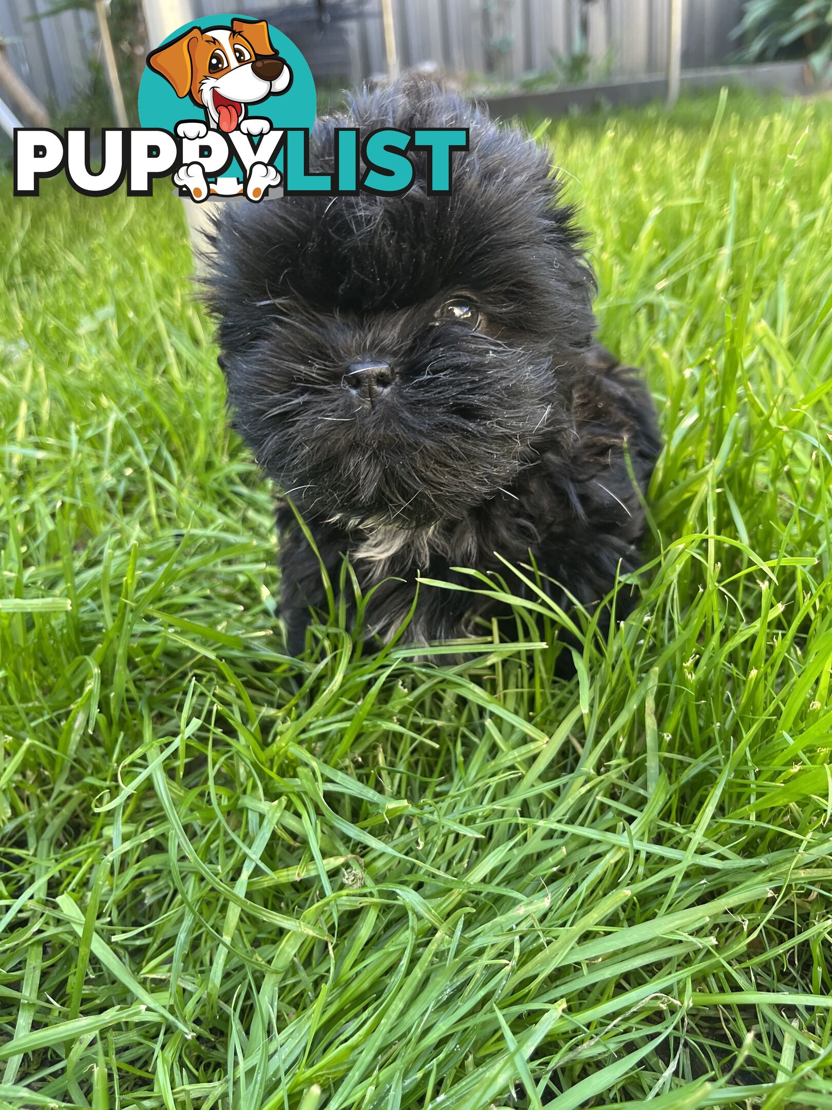 Pure bred Shih Tzu puppies 8 weeks male and female