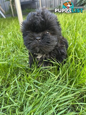Pure bred Shih Tzu puppies 8 weeks male and female