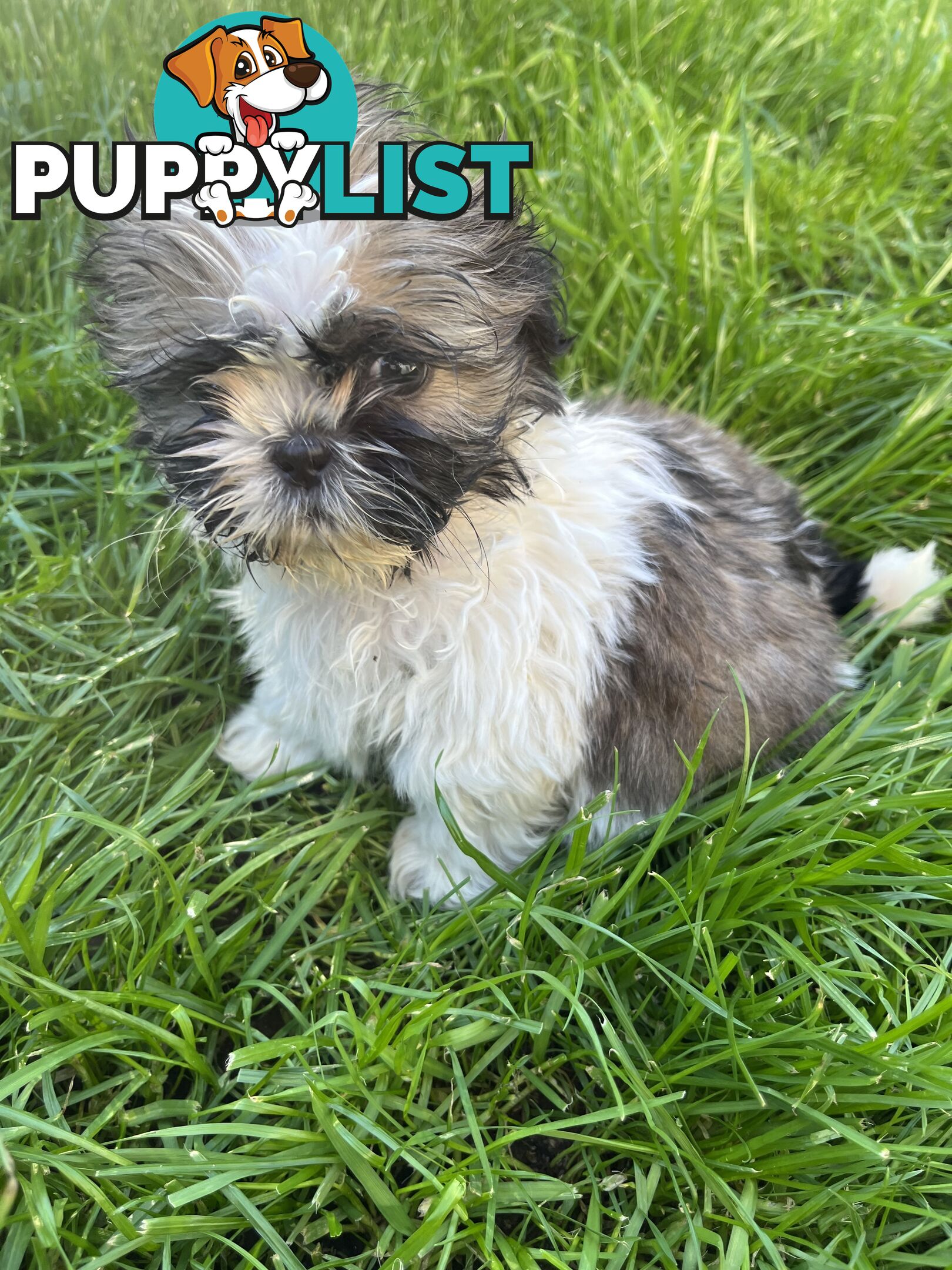 Pure bred Shih Tzu puppies 8 weeks male and female
