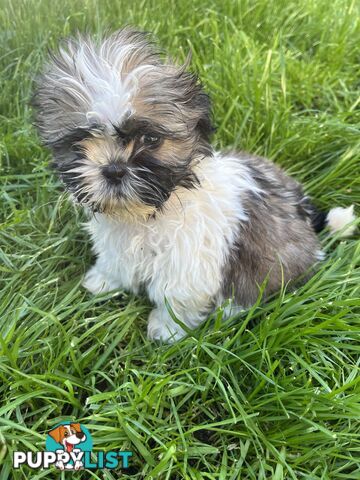 Pure bred Shih Tzu puppies 8 weeks male and female