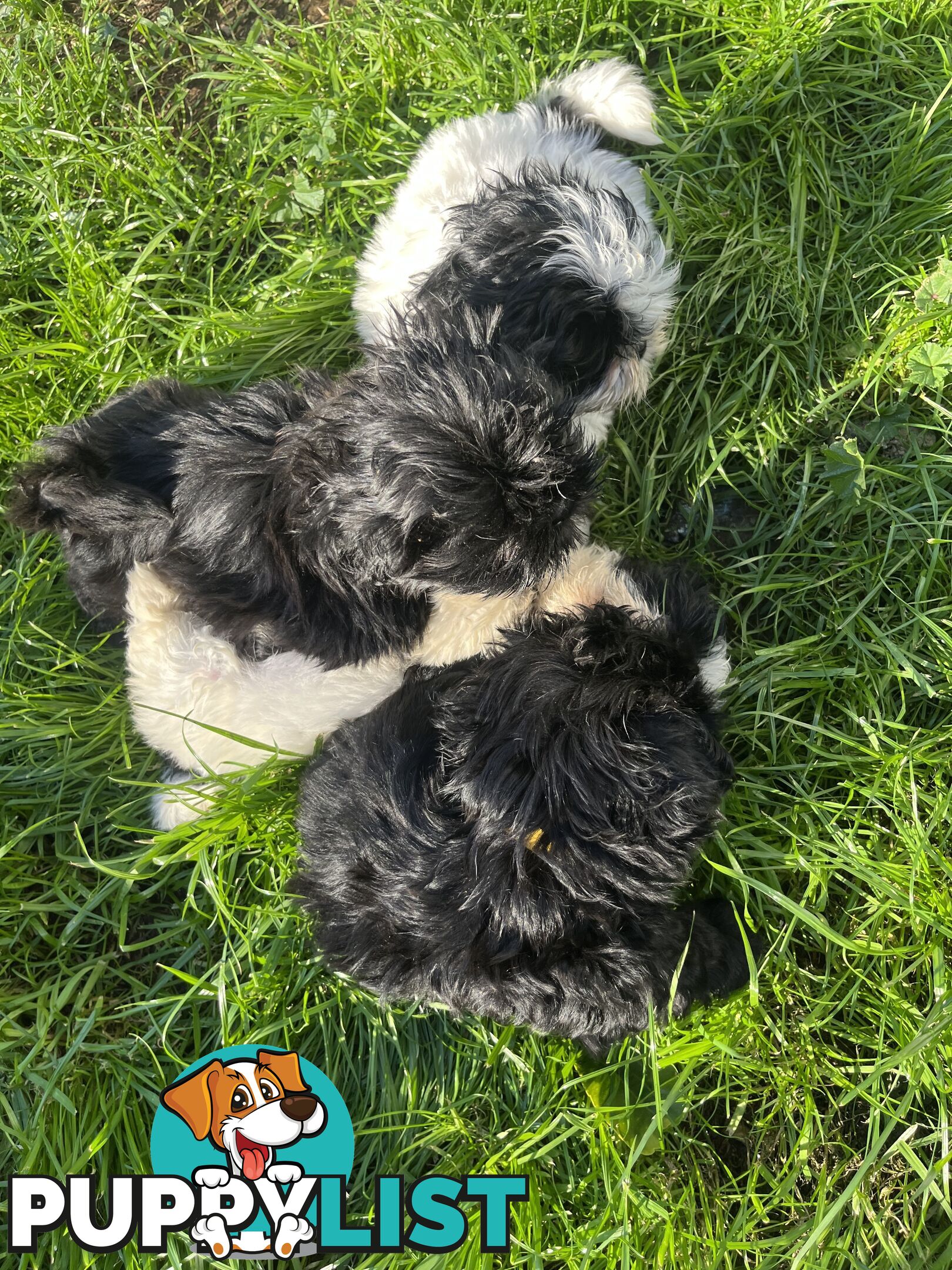 Pure bred Shih Tzu puppies 8 weeks male and female