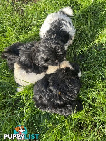 Pure bred Shih Tzu puppies 8 weeks male and female