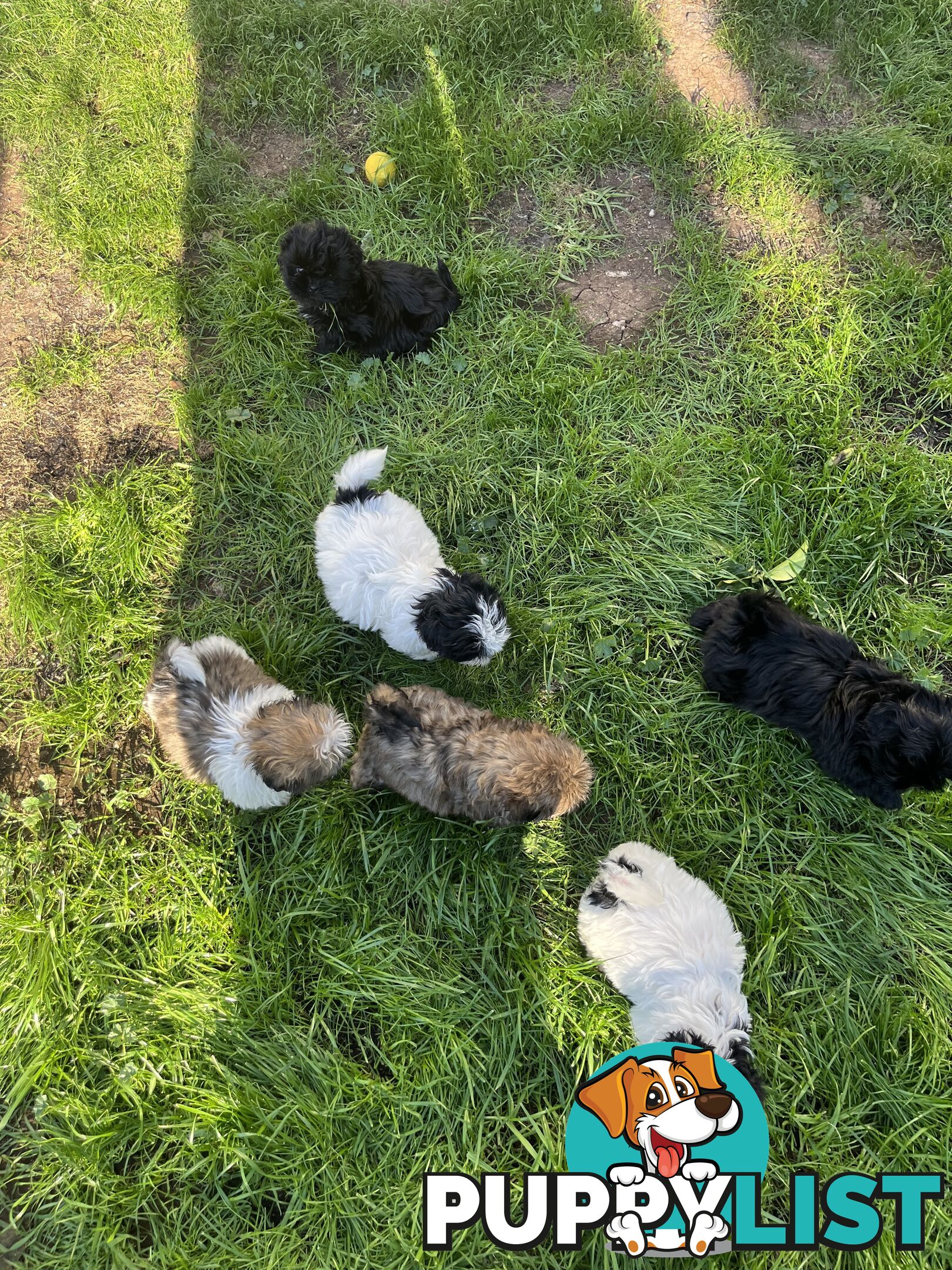 Pure bred Shih Tzu puppies 8 weeks male and female