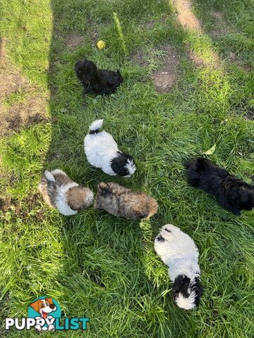 Pure bred Shih Tzu puppies 8 weeks male and female
