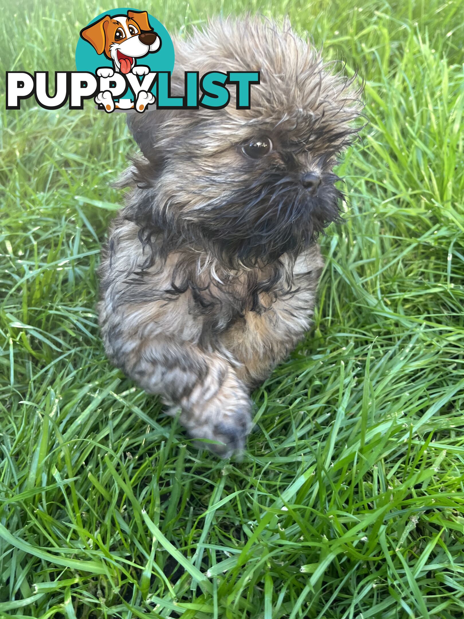 Pure bred Shih Tzu puppies 8 weeks male and female
