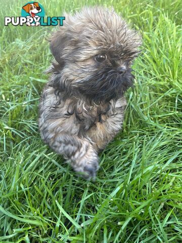 Pure bred Shih Tzu puppies 8 weeks male and female