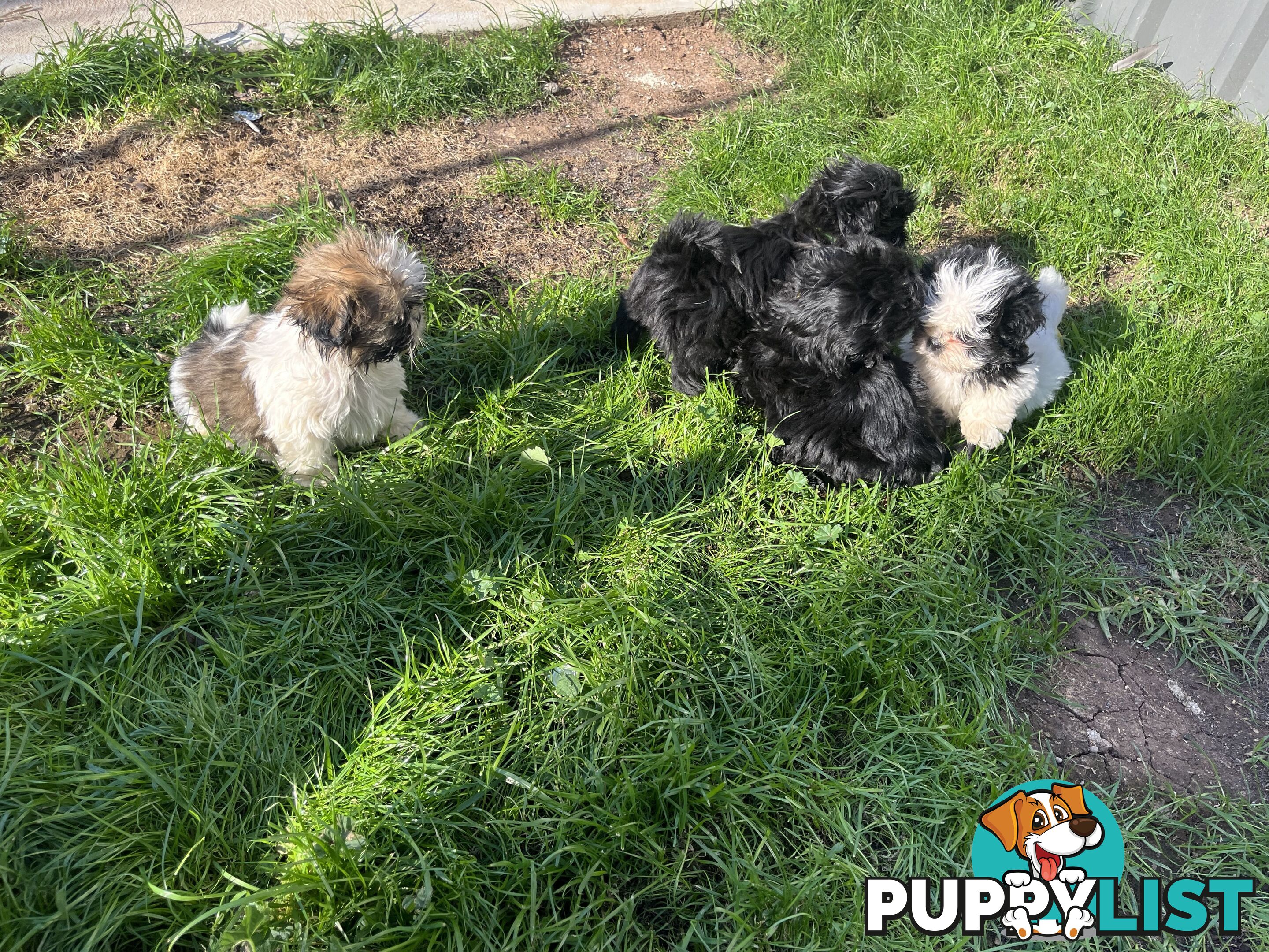 Pure bred Shih Tzu puppies 8 weeks male and female