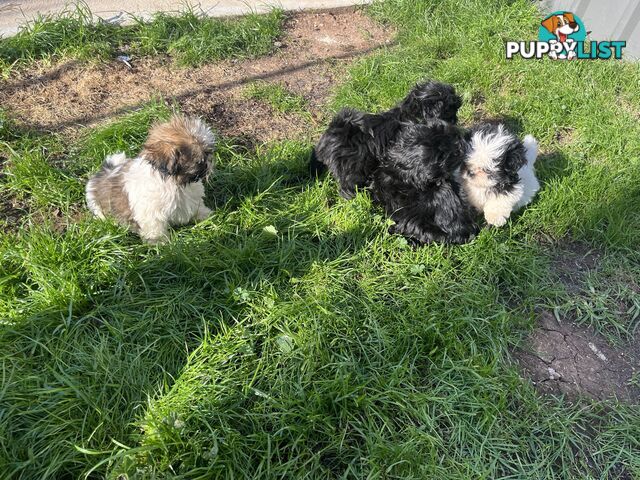 Pure bred Shih Tzu puppies 8 weeks male and female