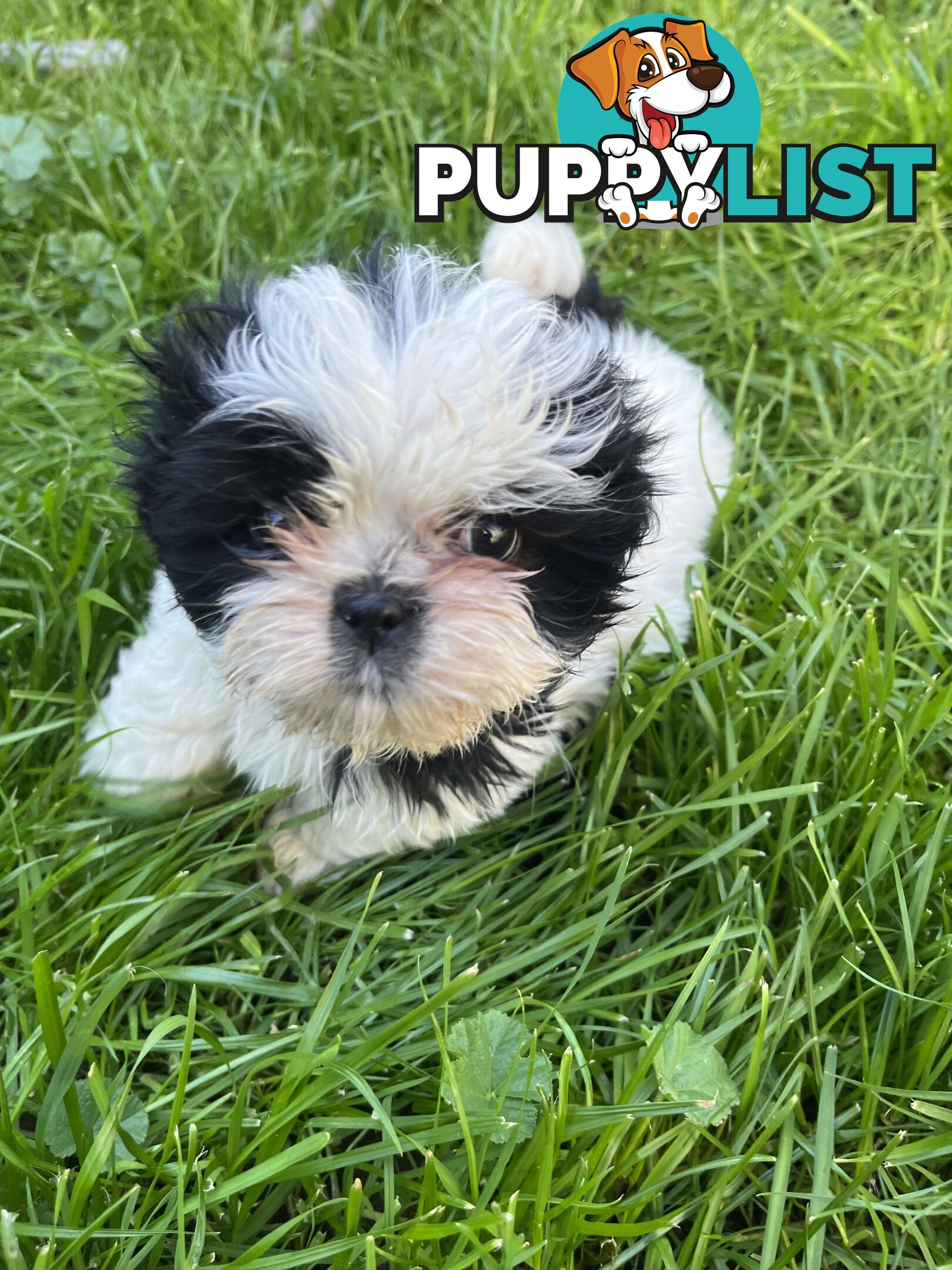 Pure bred Shih Tzu puppies 8 weeks male and female