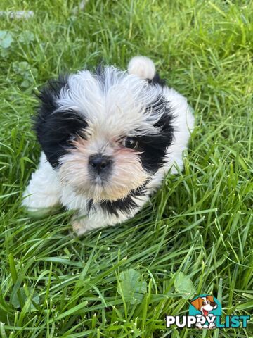 Pure bred Shih Tzu puppies 8 weeks male and female