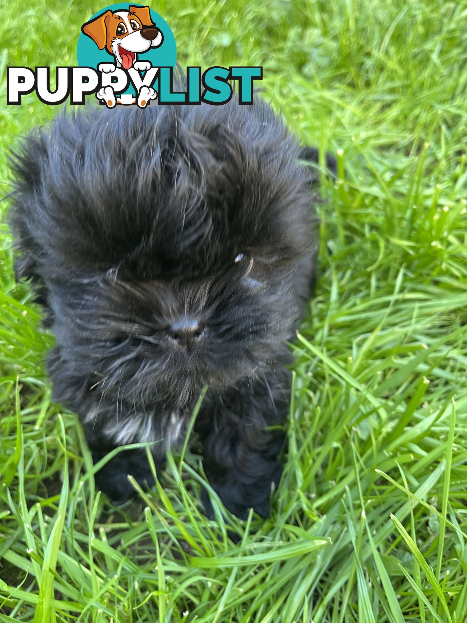 Pure bred Shih Tzu puppies 8 weeks male and female