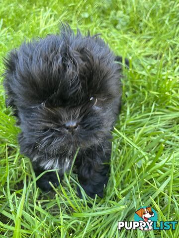 Pure bred Shih Tzu puppies 8 weeks male and female