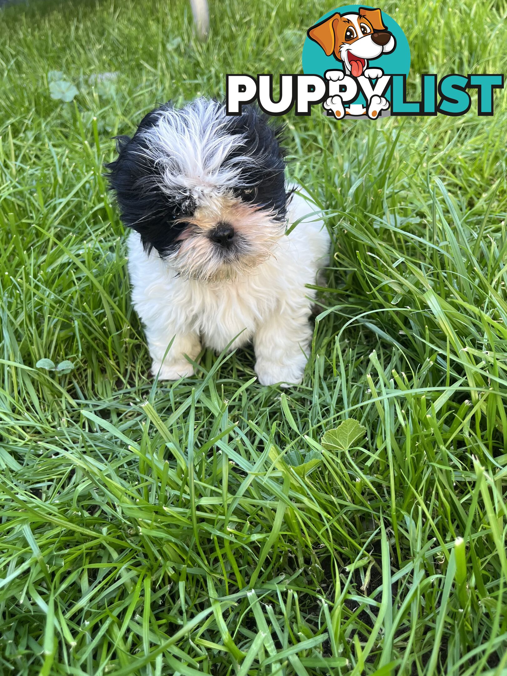 Pure bred Shih Tzu puppies 8 weeks male and female